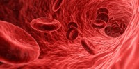 Rode bloedcellen / Bron: Qimono, Pixabay