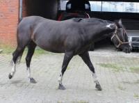 De vlek in de hals van dit paard komt door het tobiano-gen / Bron: Rina (www.bokt.nl)
