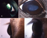 <STRONG>A:</STRONG> Een multilaterale cyste die voortkomt uit het voorste ciliaire lichaam is aanwezig.<BR>
<STRONG>B:</STRONG> Foto van het rechteroog van een Rocky Mountain paard met een vervorming van de lens, draaiing van de lens en lens subluxatie.<BR>
<STRONG>C:</STRONG> Abnormale zwelling van het oog.<BR>
<STRONG>D:</STRONG> Een normaal oog van een Rocky Mountain Horse. / Bron: Andersson LS, Juras R, Ramsey DT, Eason-Butler J, Ewart S, Cothran G, Lindgren G., Wikimedia Commons (CC BY-SA-2.0)