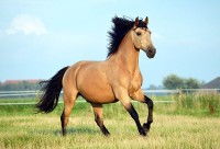 Valk, één crème-gen op een bruin paard / Bron: Amable (www.bokt.nl)