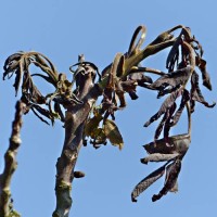 Bevroren walnotenboom bij -10 in april 2017.