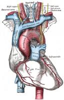 <I>Figuur 4: structuren rondom het hart</I> / Bron: Henry Vandyke Carter, Wikimedia Commons (Publiek domein)