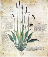 Bladzijde uit Dioscorides´ boek, een kopie uit de 6e eeuw / Bron: Der Wiener Dioskurides, Wikimedia Commons (Publiek domein)