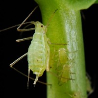Erwtenbladluis met aseksueel geproduceerde dochters / Bron: Shipher Wu (photograph) and Gee way Lin (aphid provision), National Taiwan University, Wikimedia Commons (CC BY-2.5)